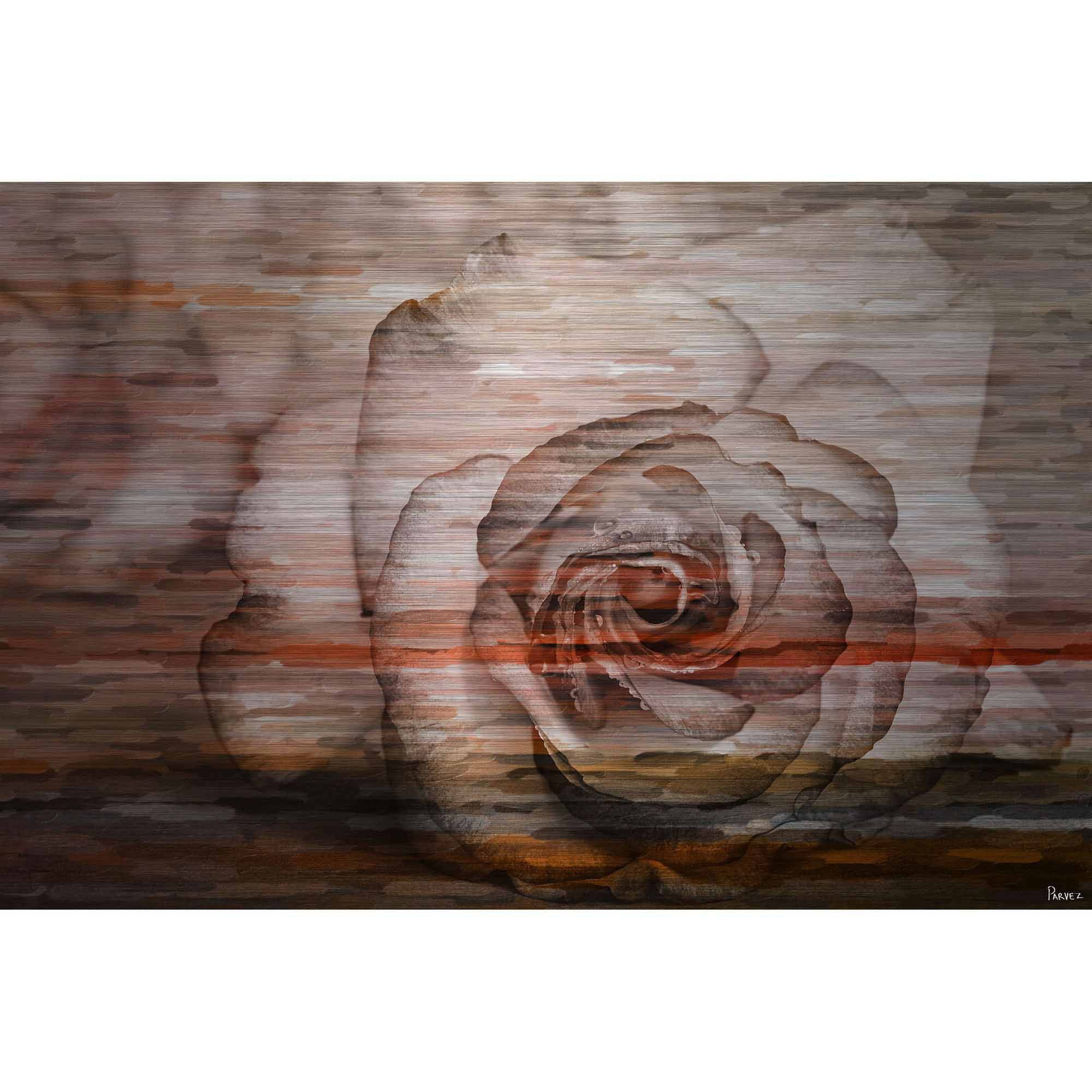 Parvez Taj  'Sleeping Rose' Painting Print on Brushed Aluminum 18 x 12