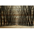 thumbnail image 1 of Parvez Taj Tree Path Pinewood Wall Art, 30" x 45", 1 of 7