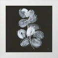 thumbnail image 1 of Paschke, Chris 12x12 White Modern Wood Framed Museum Art Print Titled - White Eucalyptus I, 1 of 4