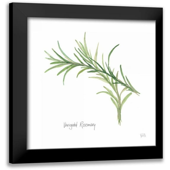 Paschke, Chris 15x15 Black Modern Framed Museum Art Print Titled - Variegated Rosemary v2