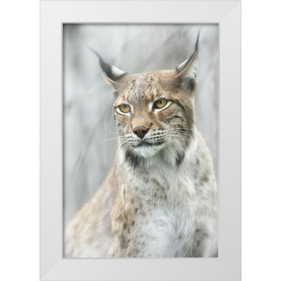 Pascual Buye, Santiago 17x24 White Modern Wood Framed Museum Art Print Titled - Lynx Portrait In The Fog