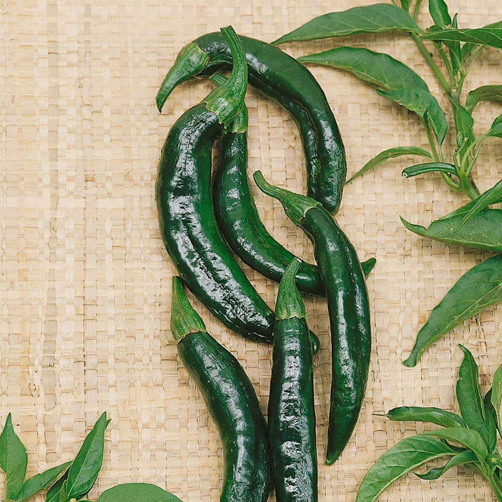 Pasilla Bajio Hot Pepper Garden Seeds - 250 g Packet ~30 Seeds - Non ...