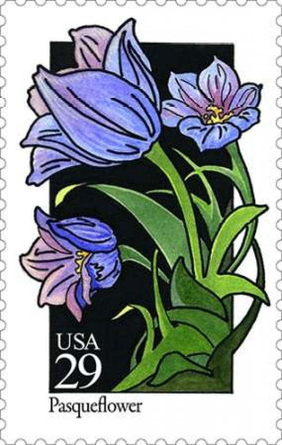 Pasqueflower Canvas Art - US POSTAL SERVICE (24 x 36)
