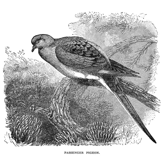 Passenger Pigeon. /Nline Engraving, 19Th Century. Poster Print by (24 x 36)