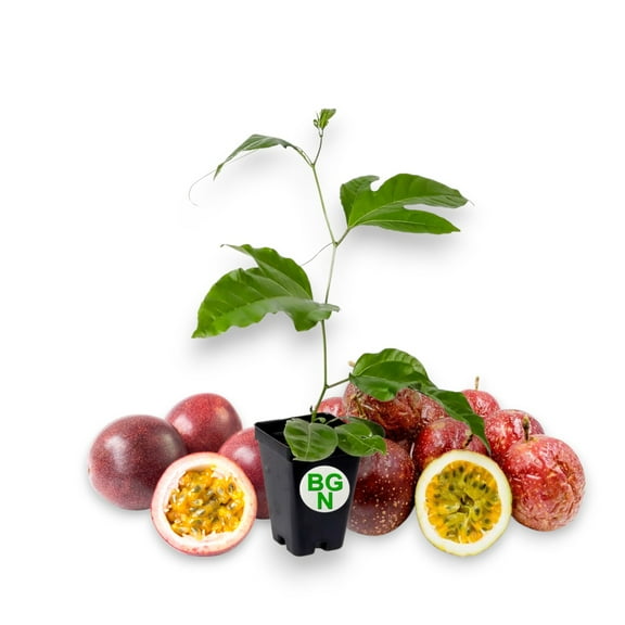 Passiflora Bounty COLD HARDY Passion Fruit Plant Live Plant