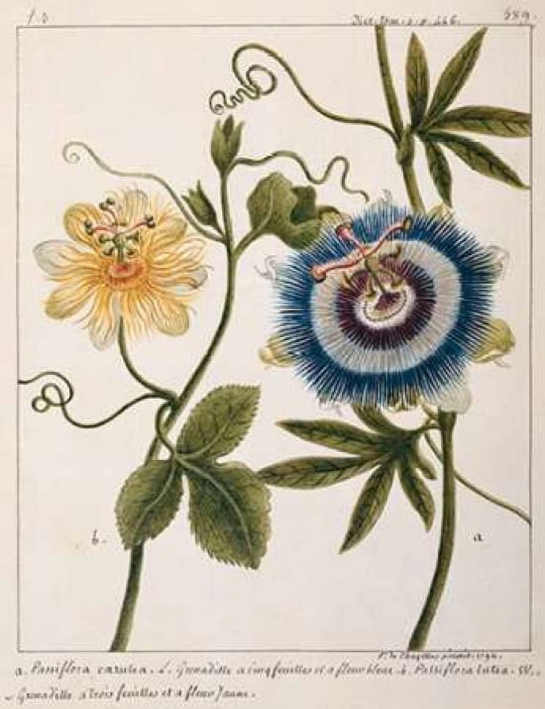 Passiflora Caerulea Canvas Art - Laurent Chazelles (22 x 28)