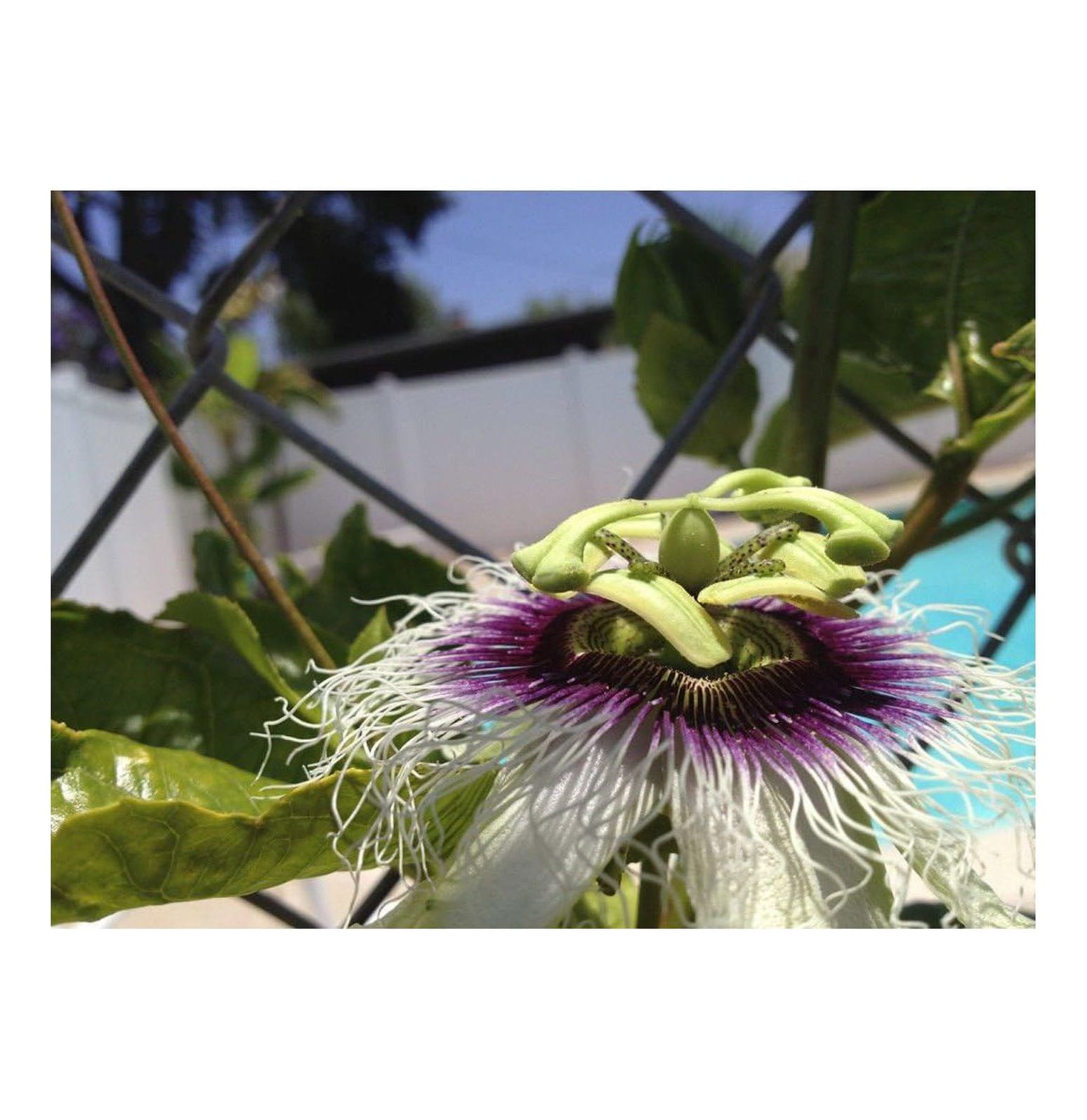 Passiflora 'Frederick' Edible Purple Passion Flower Fruit Vine Live Plant by HElectQRIN