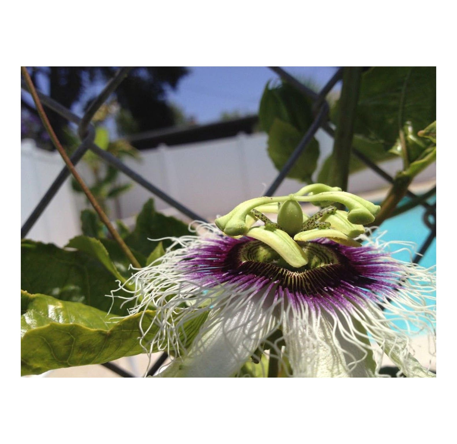Passiflora 'Frederick' Edible Purple Passion Flower Fruit Vine Live