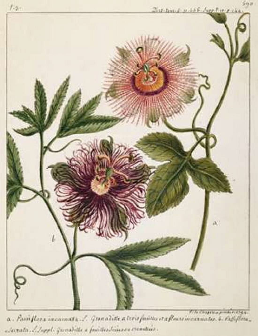 Passiflora Incarnata Canvas Art - Laurent Chazelles (22 x 28)