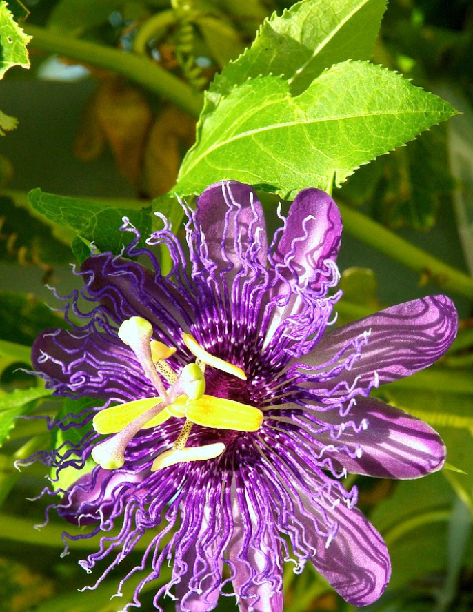 Passiflora Incarnata Maypop Tree Live Plant, Hardy Purple Blooming Vine for Garden, 5 to 7 Inc Tall, Passion Flowers Live Plant