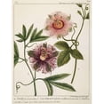 thumbnail image 1 of Passiflora Incarnata Poster Print by Laurent Chazelles - 11 x 14 - Small, 1 of 1