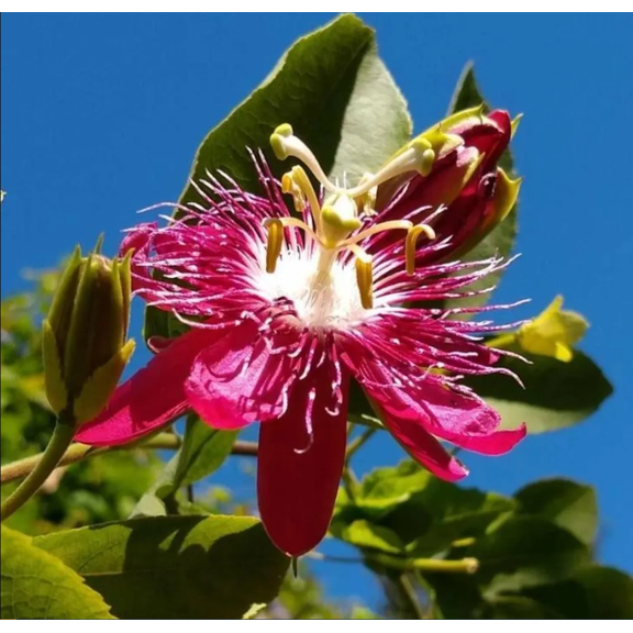 Passiflora Lady Margaret Live Starter Plant for Planting, Passiflora Lady Margaret Flower Vine Live Plants for Garden, 4 to 6 Inch Tall, Ship No Pot