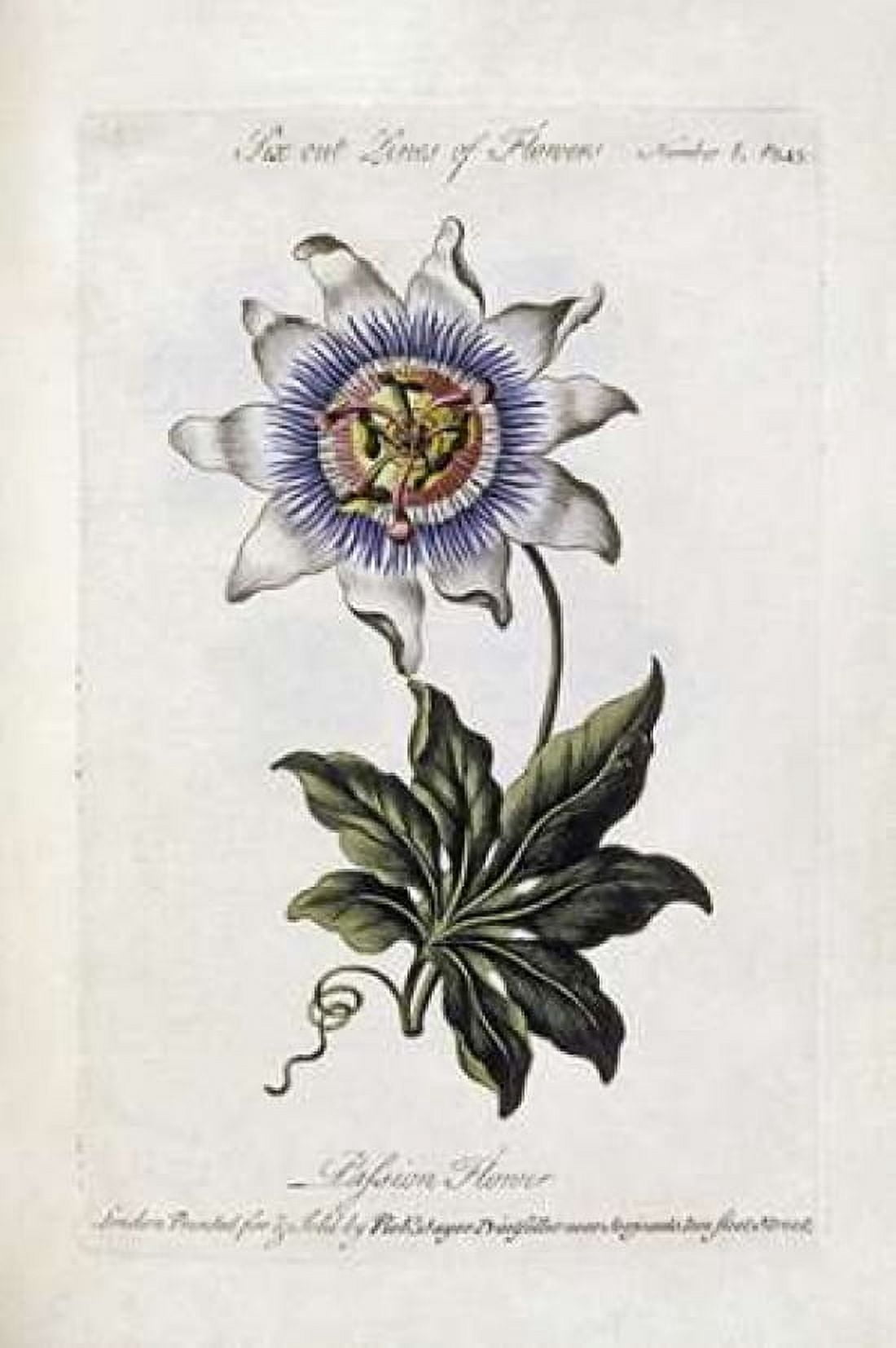 Passion Flower Canvas Art - Thomas Parkinson (24 x 36)