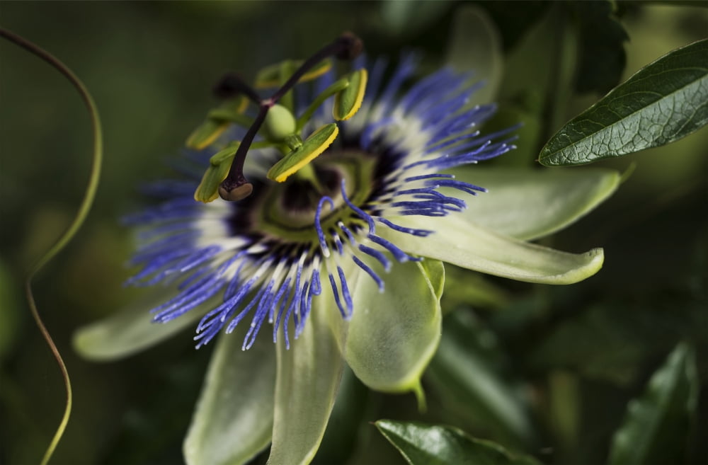 Passion Flower (Passiflora) blooms in a garden Astoria Oregon United States of America Canvas Art - Robert L Potts  Design Pics (19 x 12)