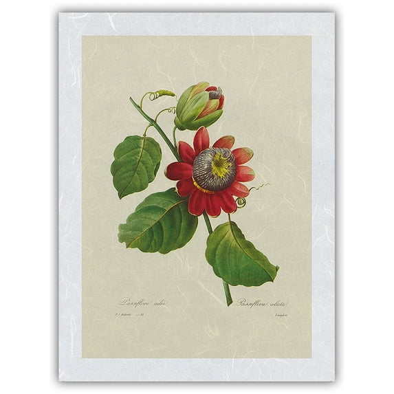 Passion Flower (Passiflora incarnata) - Vintage Botanical Illustration by Pierre-Joseph Redouté c.1833 - Japanese Unryu Rice Paper Art Print (Unframed) 12 x 16 in