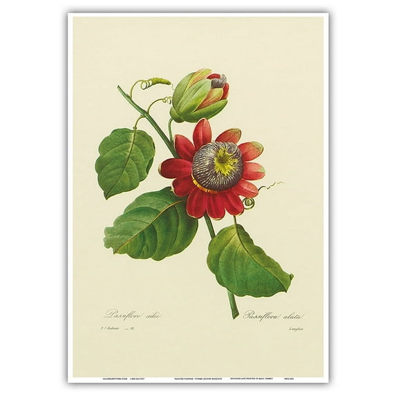 Passion Flower (Passiflora incarnata) - Vintage Botanical Illustration by Pierre-Joseph Redouté c.1833 - Master Art Print 10in x 14in