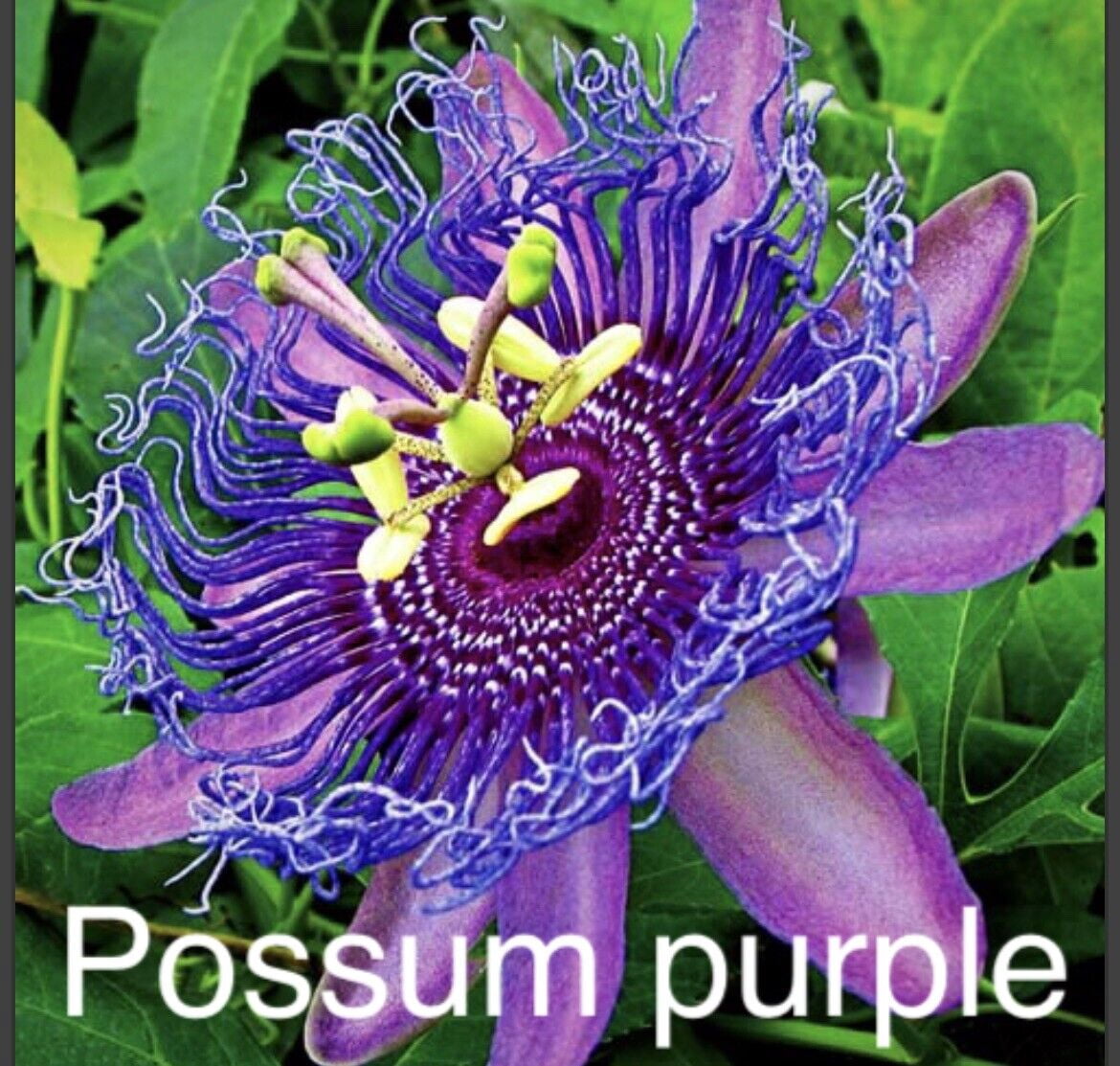Passion Flower Possum Purple 3 Plants For 2 Sial! Garden Perennial Vine
