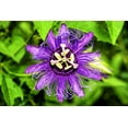 thumbnail image 1 of Passion Flower Seeds for Planting - 50+ Seeds Grow Exotic Passion Flower Vines. Great for Bonsai, 1 of 2