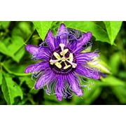 Passion Flower Seeds for Planting - 50+ Seeds Grow Exotic Passion Flower Vines. Great for Bonsai