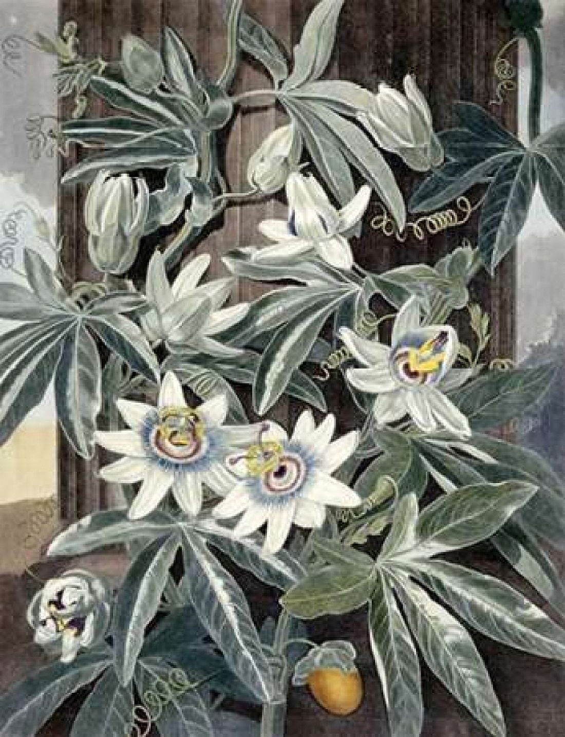 Passion Flowers Canvas Art - Robert John Thornton (18 x 24)