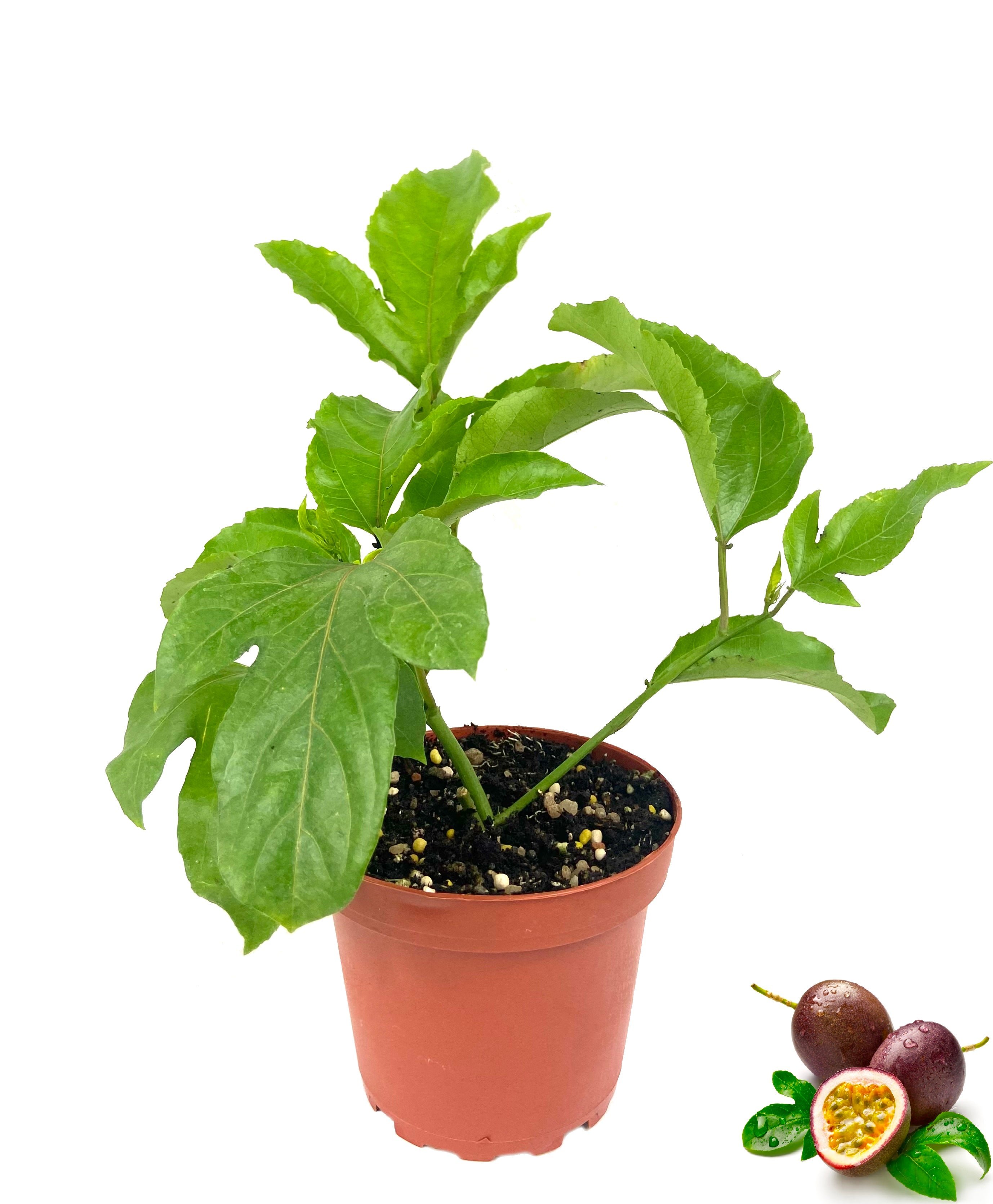 Passion Fruit Plant 10 Live Plants in 4 Inch Growers Pots Edible