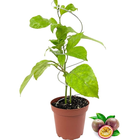 Purple Possum Passion Fruit Plant - 1 Live Plant in a 4 Inch Growers Pot - Passiflora Edulis - Edible Fruit Bearing Vine for The Patio and Garden