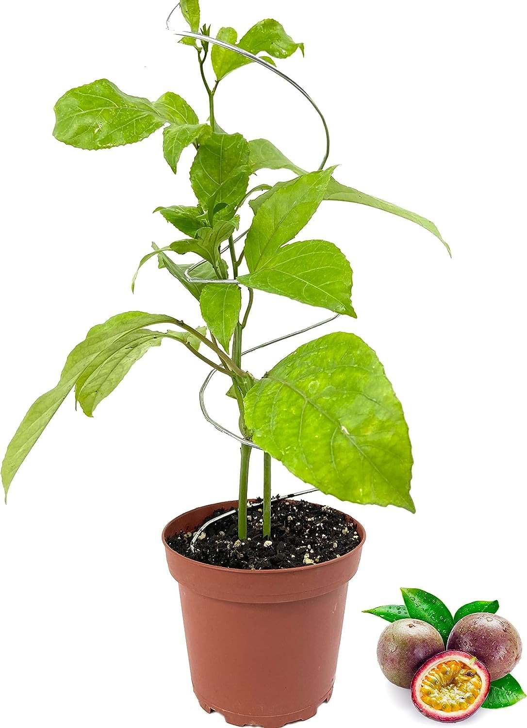 Passion Fruit Plant Live Plant in a 4 Inch Growers Pot Edible Fruit Bearing Vine for The