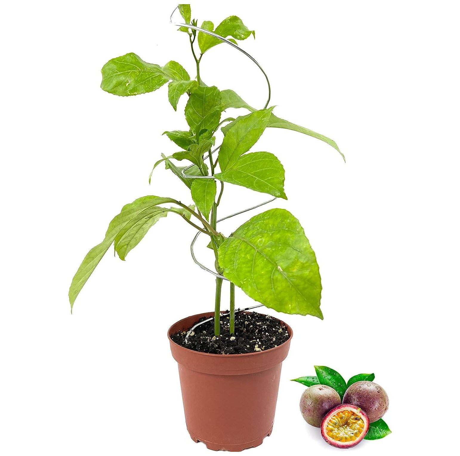 Passion Fruit Plant Live Plant in a 4 Inch Growers Pot Edible Fruit