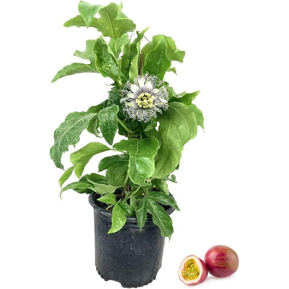 Passion Fruit Plant - Live Plant in a 6 Inch Growers Pot - Edible Fruit Bearing Vine for The Patio and Garden
