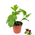 Passion Fruit Plant Live Plants in a 4 Inch Growers Pot Edible