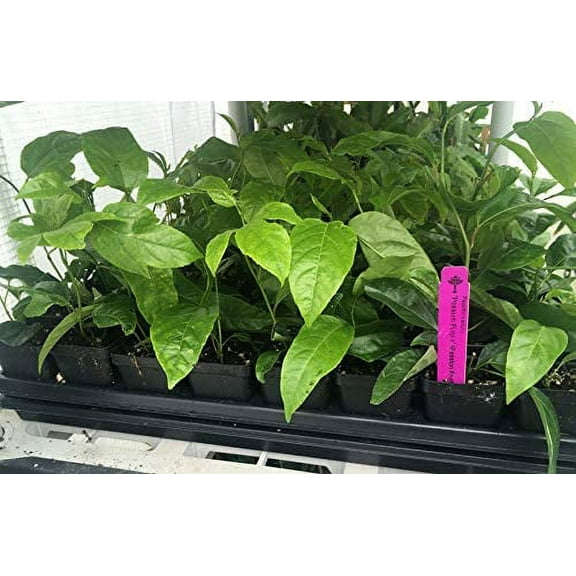 Passion Fruit Vine - Purple Passiflora Edulis LIVE PLANT - 3-8'' tall