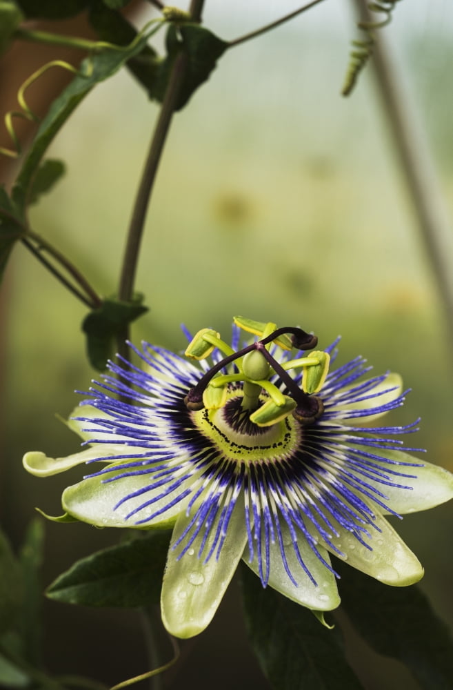 Passion flower blooms in a greenhouse Astoria Oregon United States of America Canvas Art - Robert L Potts Design Pics (12 x 19)