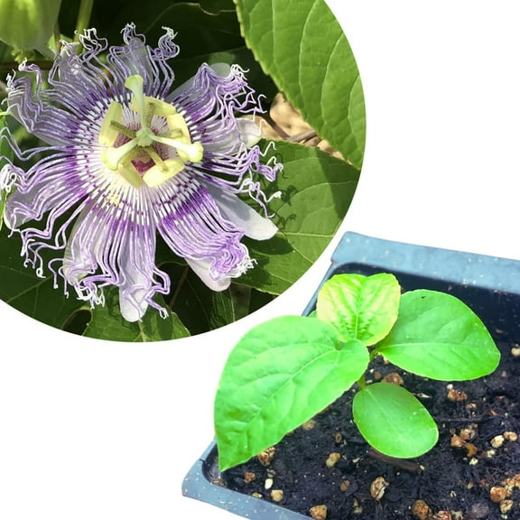 Passionflower (Passiflora incarnata) Organic Plant in 2.5-inch Pot by Smoke Camp Crafts - Native Perennial Vine - Maypop,