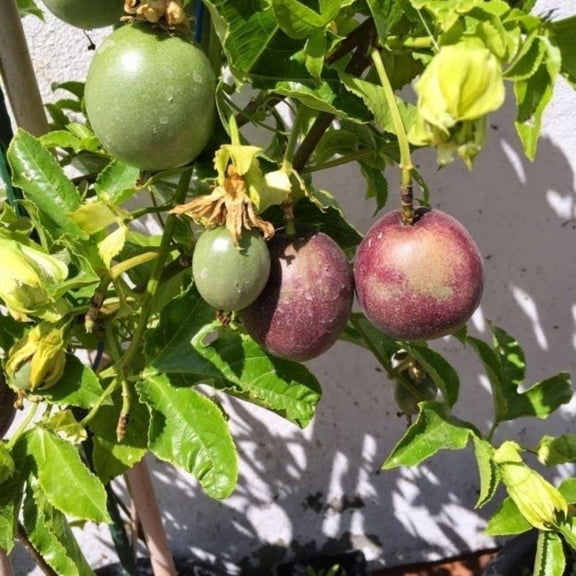 Passionfruit Plant Live, Fragrant Flowers And Edible Fruit for Garden, 4-6 Inch