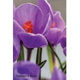 thumbnail image 1 of Password Book: Include Alphabetical Index with Blooming Violet Crocuses Paperback, 1 of 1