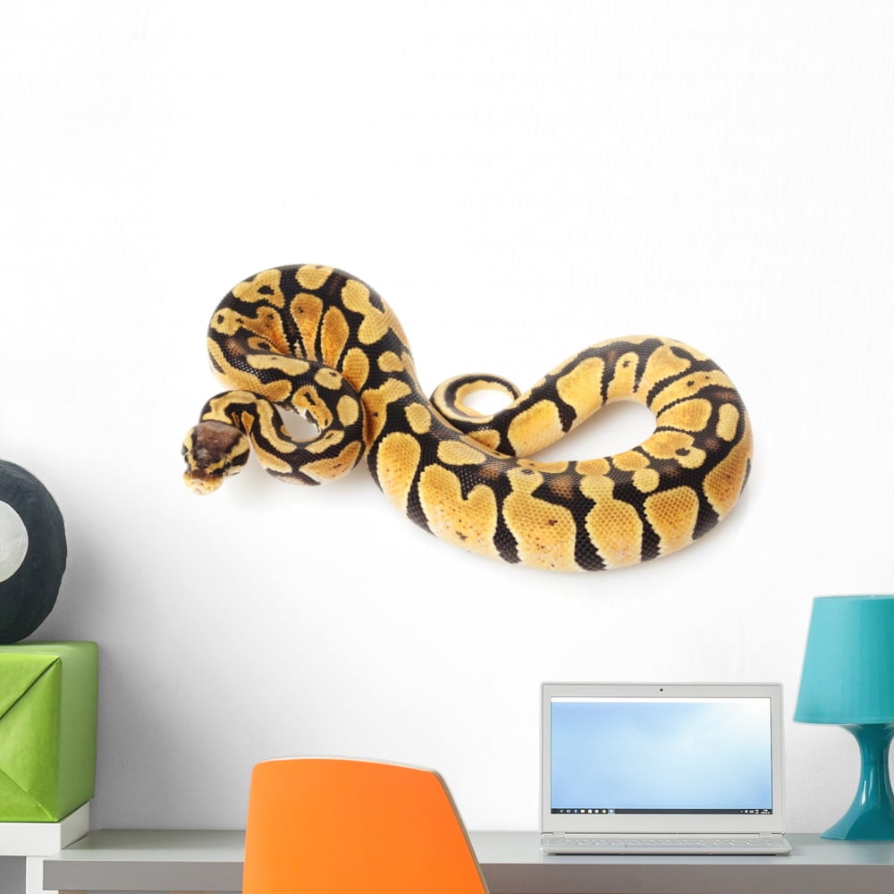 Pastel Ball Python Wall Decal by Wallmonkeys Peel and Stick Graphic (24 ...