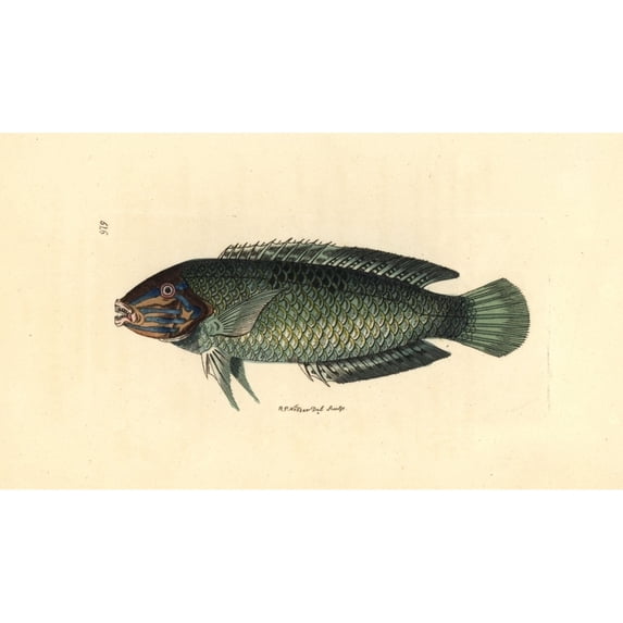 Pastel-Green Wrasse, Halichoeres Chloropterus Poster Print By ® Florilegius Mary Evans (24 X 18)