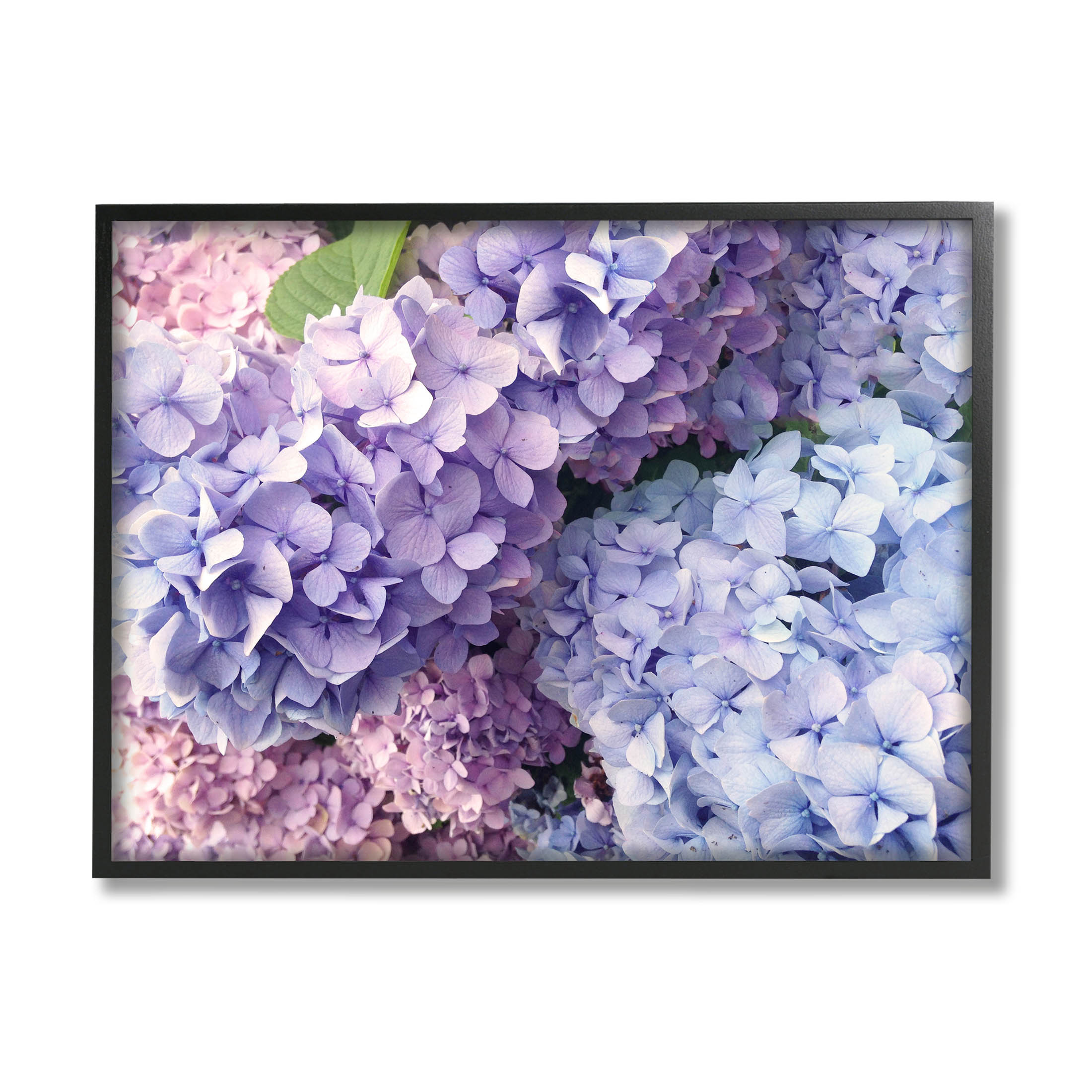 Pastel Hydrangea Flower Petals Botanical & Floral Photograph Black Framed Art Print Wall Art