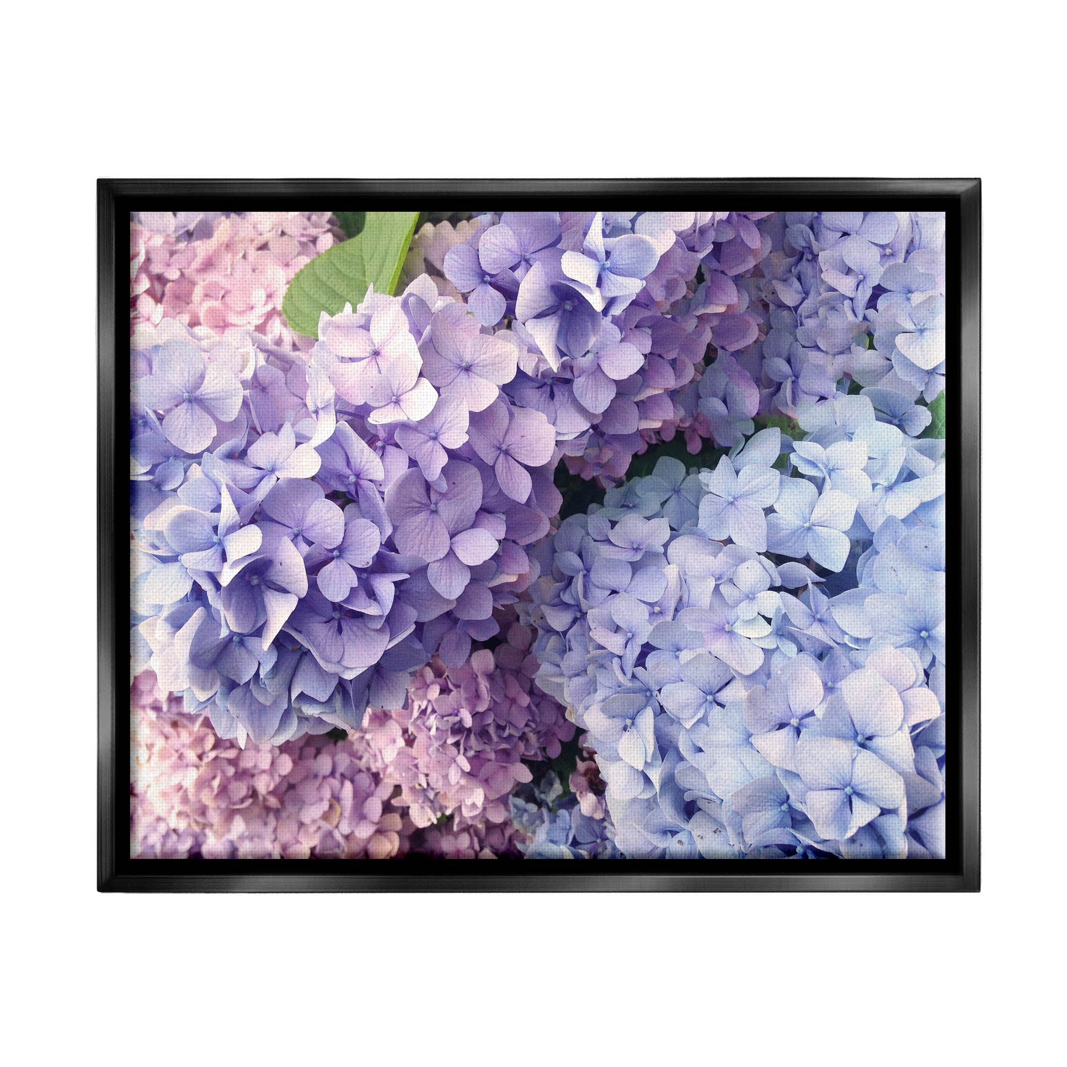 Pastel Hydrangea Flower Petals Botanical & Floral Photograph Jet Black Framed Art Print Wall Art