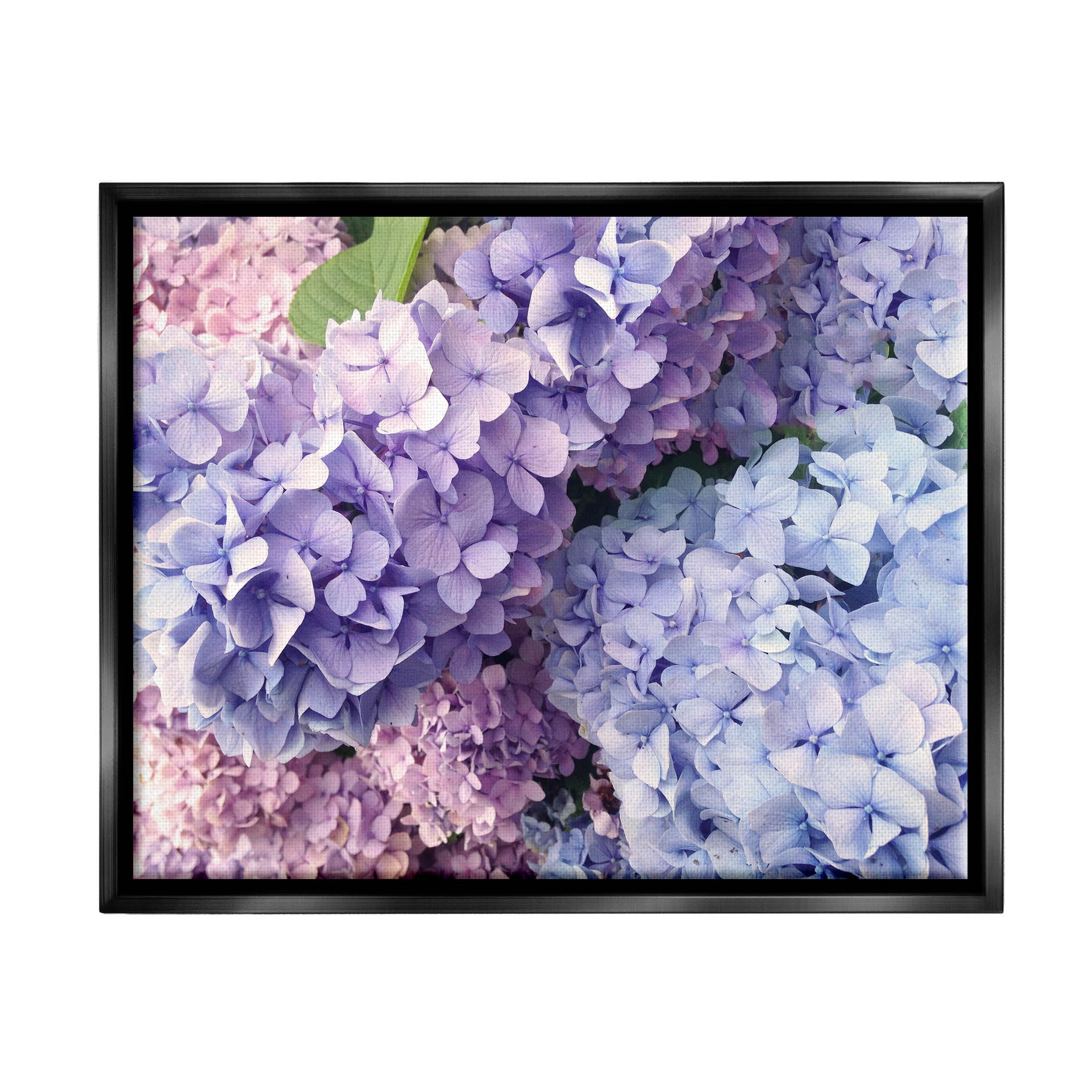 Pastel Hydrangea Flower Petals Botanical & Floral Photograph Jet Black Framed Art Print Wall Art