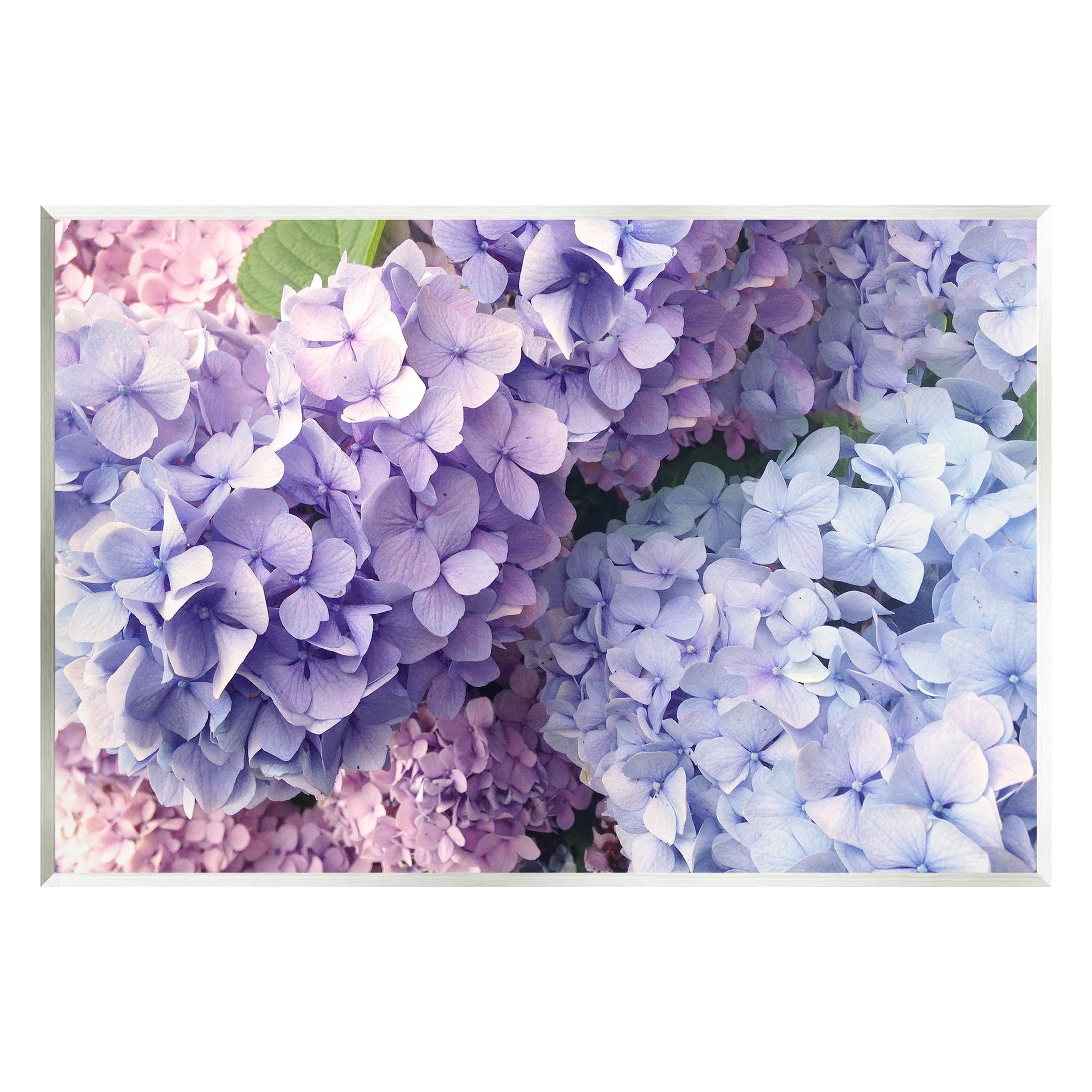 Pastel Hydrangea Flower Petals Botanical & Floral Photograph Unframed Art Print Wall Art