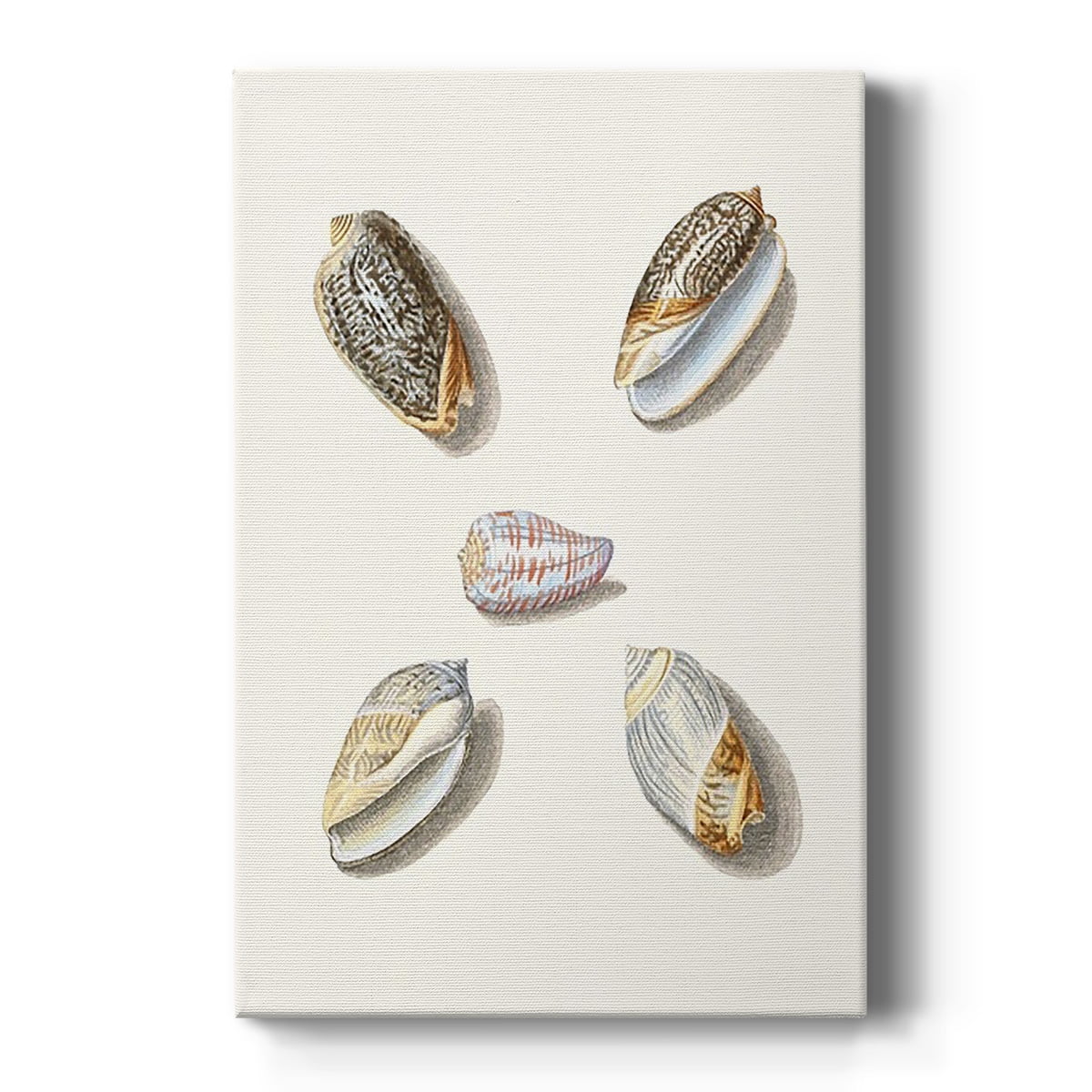 Pastel Knorr Shells III Premium Gallery Wrapped Canvas - Ready to Hang