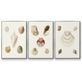 thumbnail image 1 of Pastel Knorr Shells IV - Framed Premium Gallery Wrapped Canvas L Frame 3 Piece Set - Ready to Hang, 1 of 9