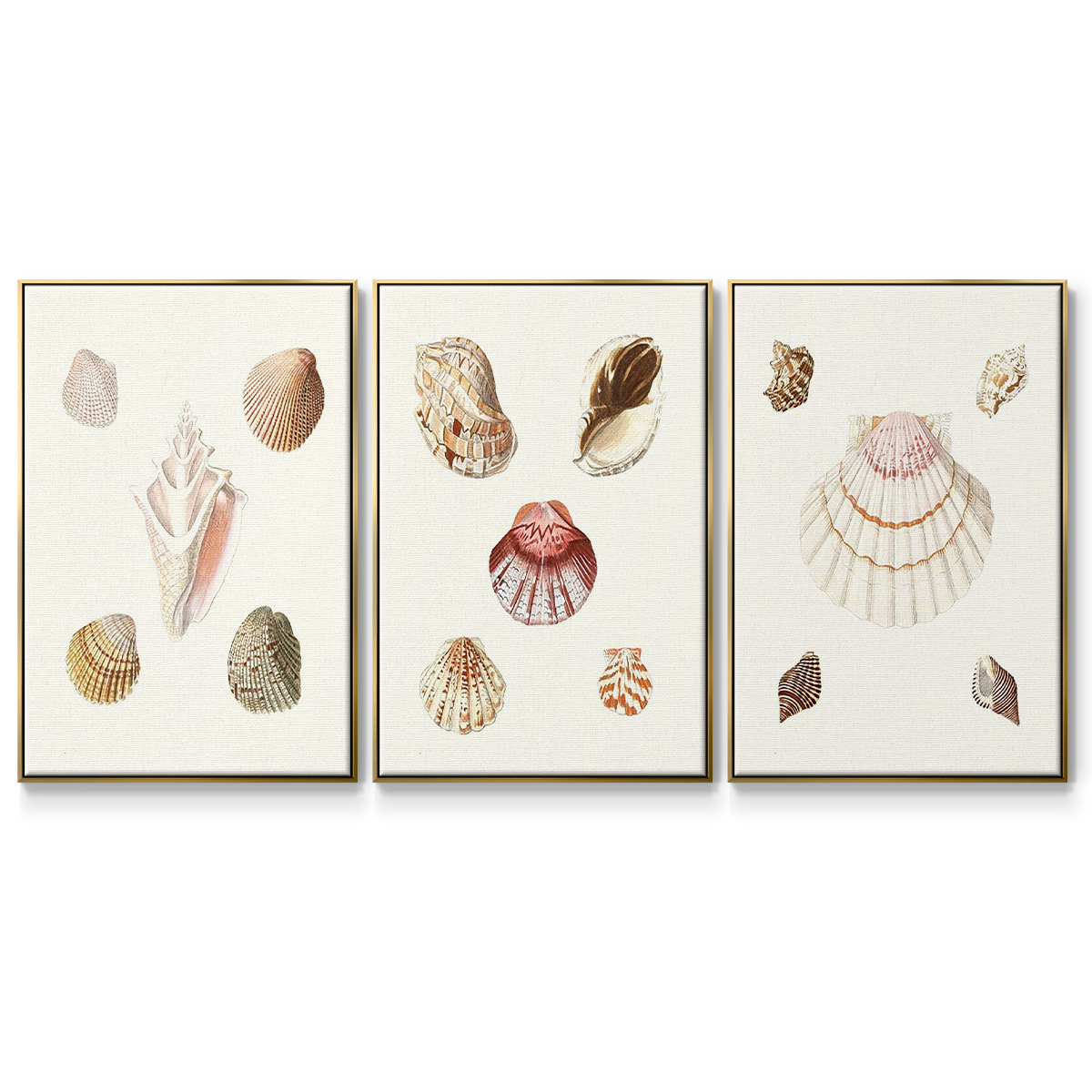 Pastel Knorr Shells IV - Framed Premium Gallery Wrapped Canvas L Frame 3 Piece Set - Ready to Hang