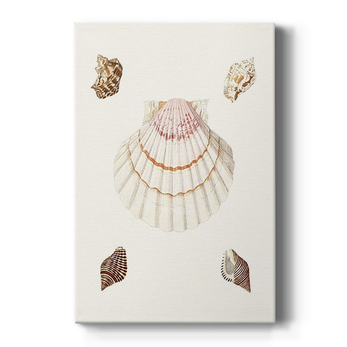 Pastel Knorr Shells IV Premium Gallery Wrapped Canvas - Ready to Hang