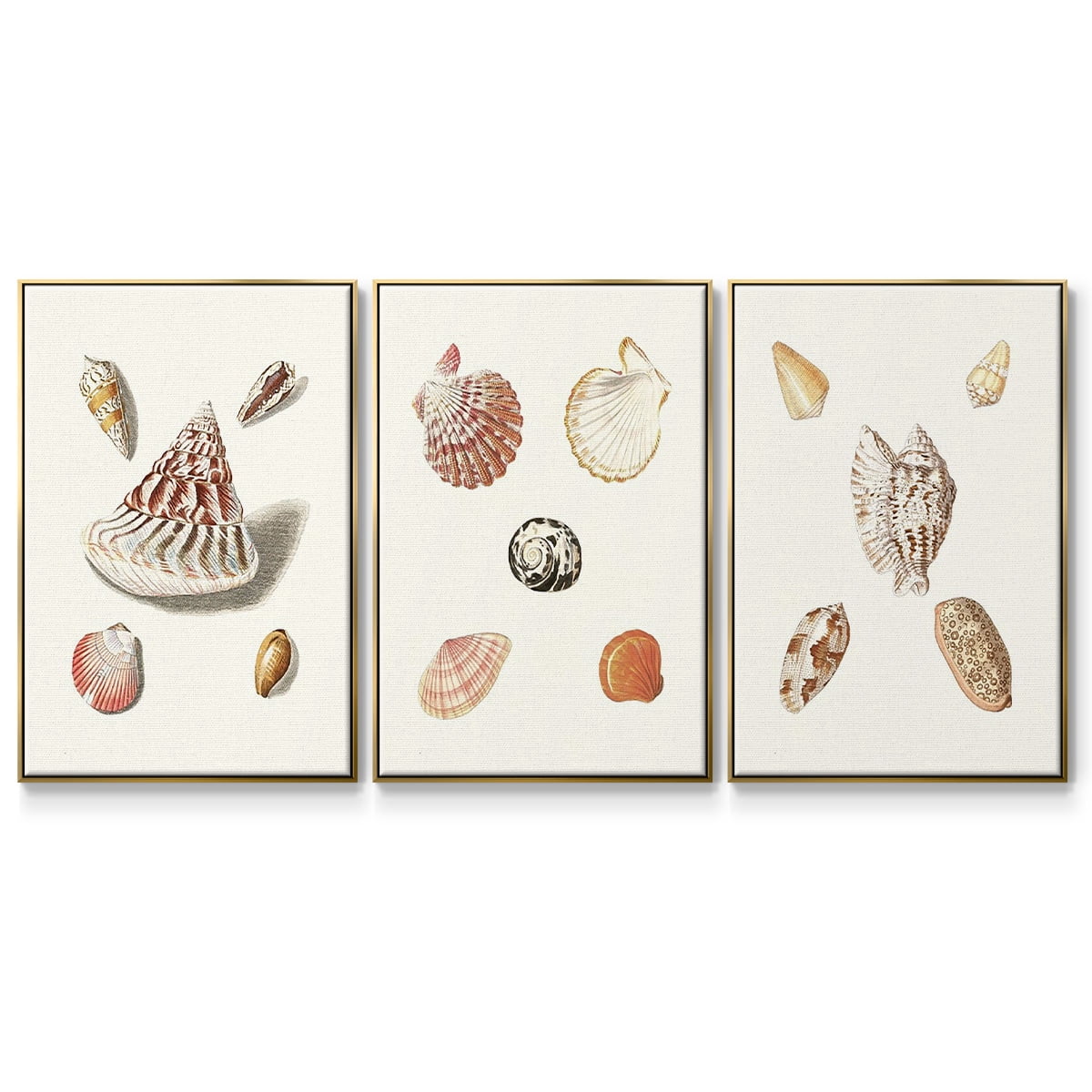 Pastel Knorr Shells VI - Framed Premium Gallery Wrapped Canvas L Frame 3 Piece Set - Ready to Hang