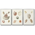 thumbnail image 1 of Pastel Knorr Shells VI - Framed Premium Gallery Wrapped Canvas L Frame 3 Piece Set - Ready to Hang, 1 of 9