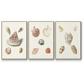 thumbnail image 1 of Pastel Knorr Shells VI - Framed Premium Gallery Wrapped Canvas L Frame 3 Piece Set - Ready to Hang, 1 of 9