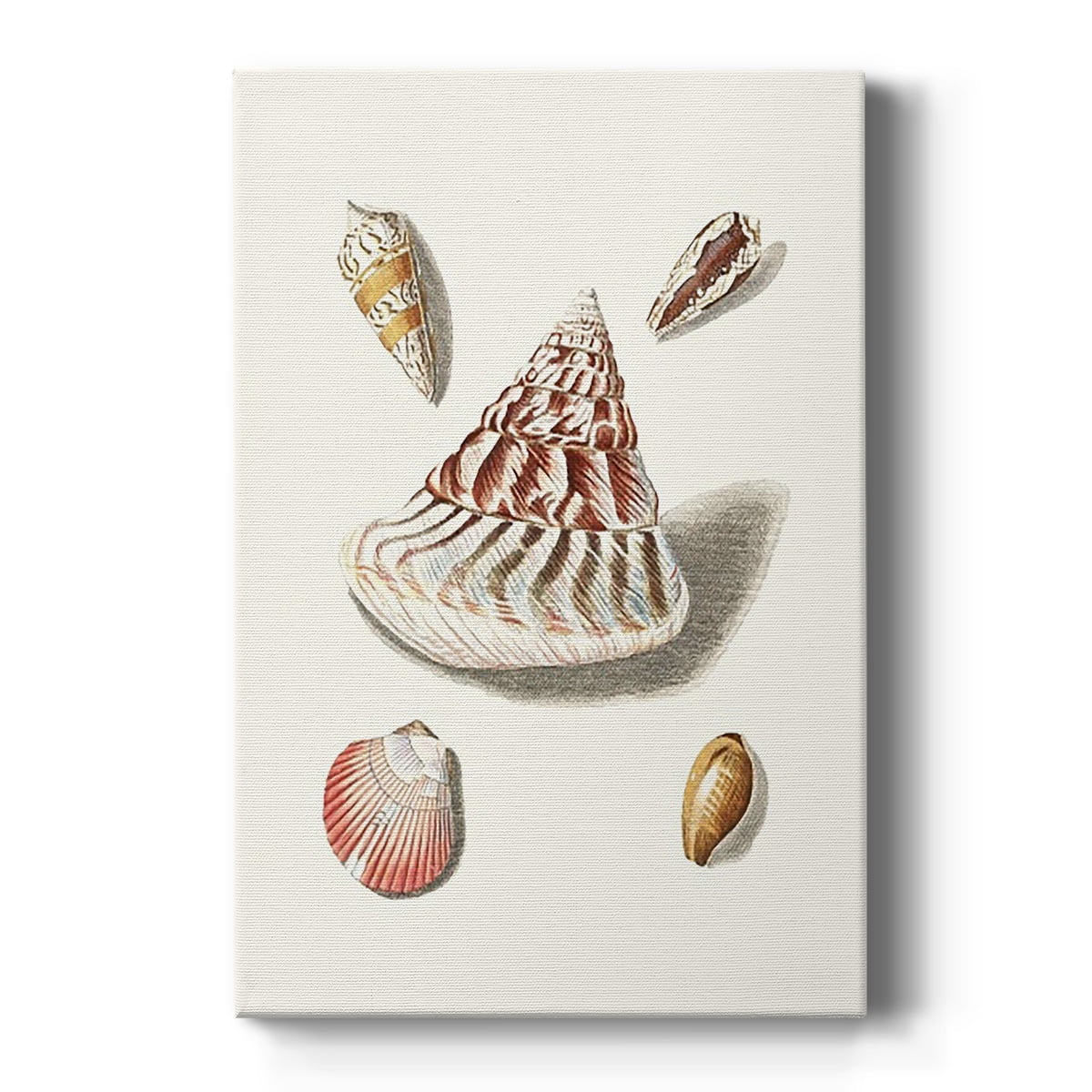 Pastel Knorr Shells VII Premium Gallery Wrapped Canvas - Ready to Hang