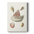 thumbnail image 1 of Pastel Knorr Shells VII Premium Gallery Wrapped Canvas - Ready to Hang, 1 of 9